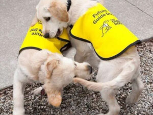 two doggy playing with each other pets